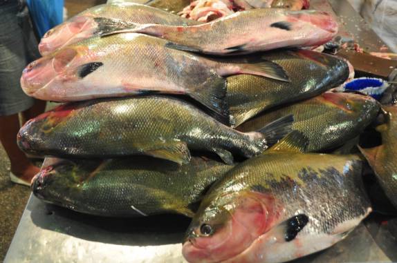 O movimentado mercado de peixes em Manaus - AM
